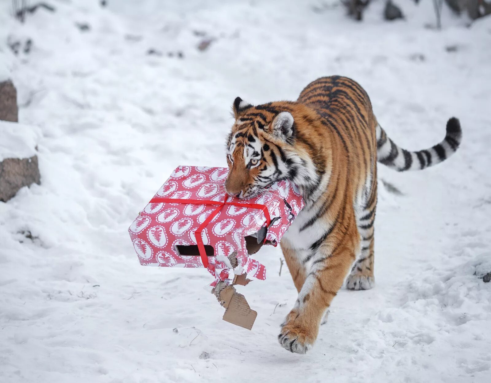 Новой год тигра. Новый год тигра. Тигр в коробке. Восточные тигры. Тигр новый год.