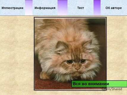 Иллюстрированное сообщение