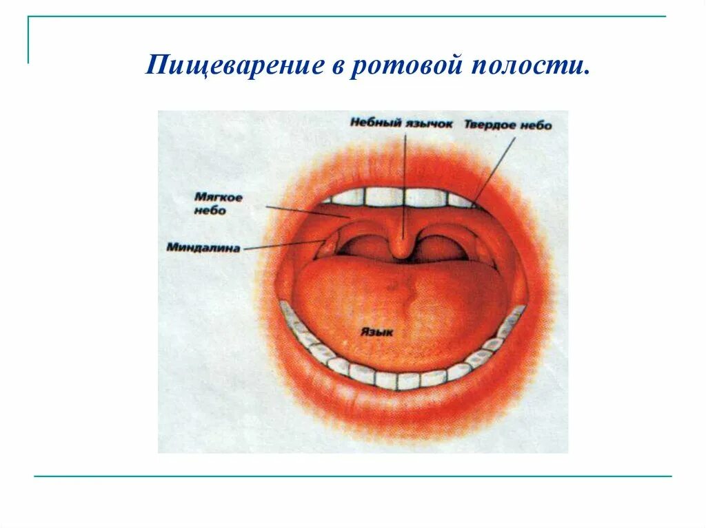 Переваривание ротовой полости. Функции ротовой полости в процессе пищеварения. Биология 8 класс пищеварение в ротовой полости схема. Пищеварение в ротовой полости 8 класс. Пищеварение в ротоылй ролрсти.