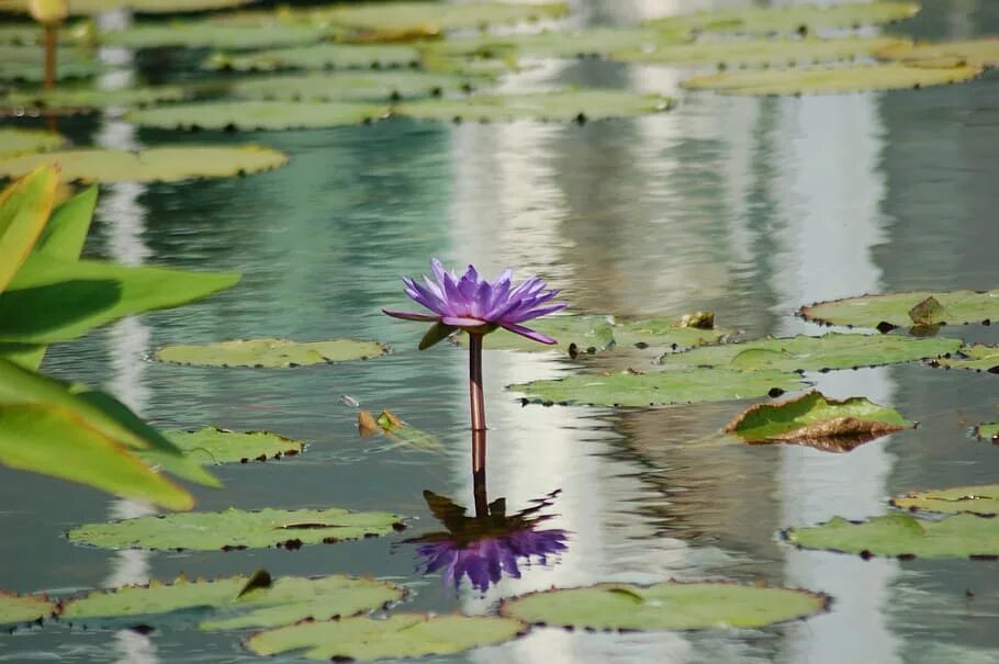 Лотос на воде. Цветение лотоса на воде. Красивые Лотосы на воде. Лотос корни в воде.