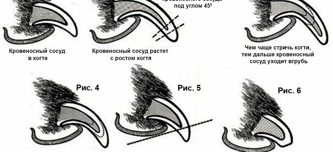 Как подстричь когти щенку. Как подстричь когти хаски. правильно подстричь когти собаке. как подстричь ногти собаке хаски. под каким углом обрезать когти собаке.