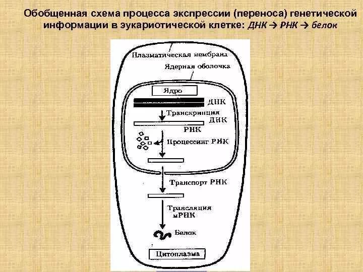 Процесс реализации наследственной информации