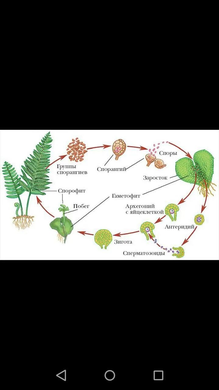 Цикл развития папоротника. Жизненный цикл папоротника. Спорангий папоротника схема. Строение и жизненный цикл папоротника. Формирования спорангиев