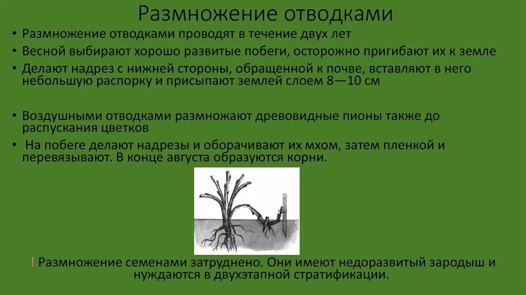 Вегетативное размножение растений отводками. Размножение дуговыми отводками. Вегетативное размножение растений отводки. Размножение отводками последовательность. Какое значение вегетативного размножения