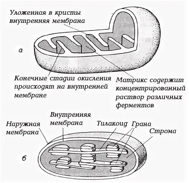 Признаки митохондрий и хлоропластов. Строение митохондрий и пластид. Строение митохондрии и хлоропласта. Строение митохондрии рисунок. Строение митохондрии рисунок с подписями и функции.