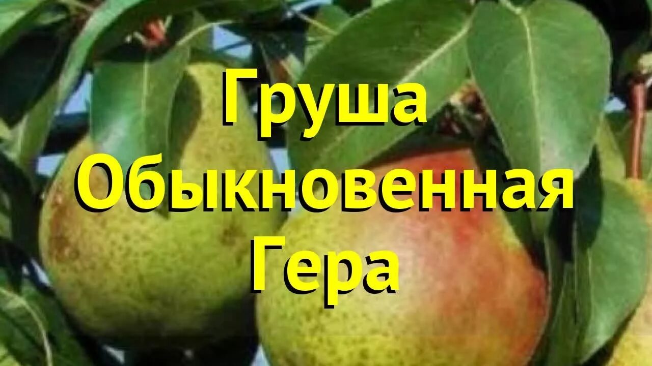 Купить саженцы Груша Гера в питомнике. Для сорта Груша Гера есть описание, фото,
