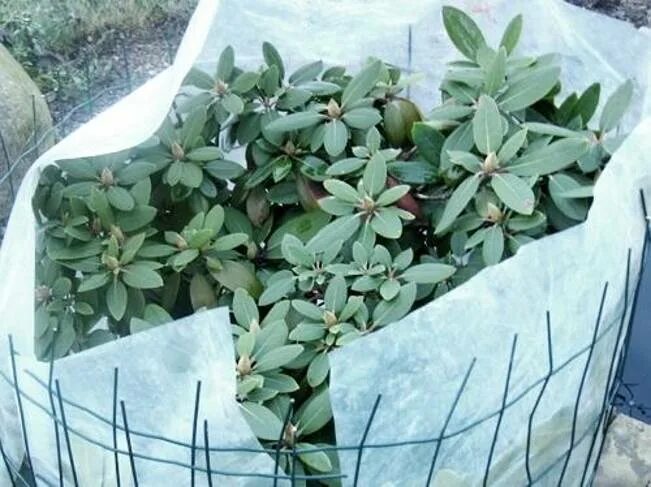 Каркас для укрытия рододендронов. Ящик для укрытия растений. Подпорки для рододендронов. Укрытие рододендрона на зиму. Каркас для укрытия рододендронов на зиму.