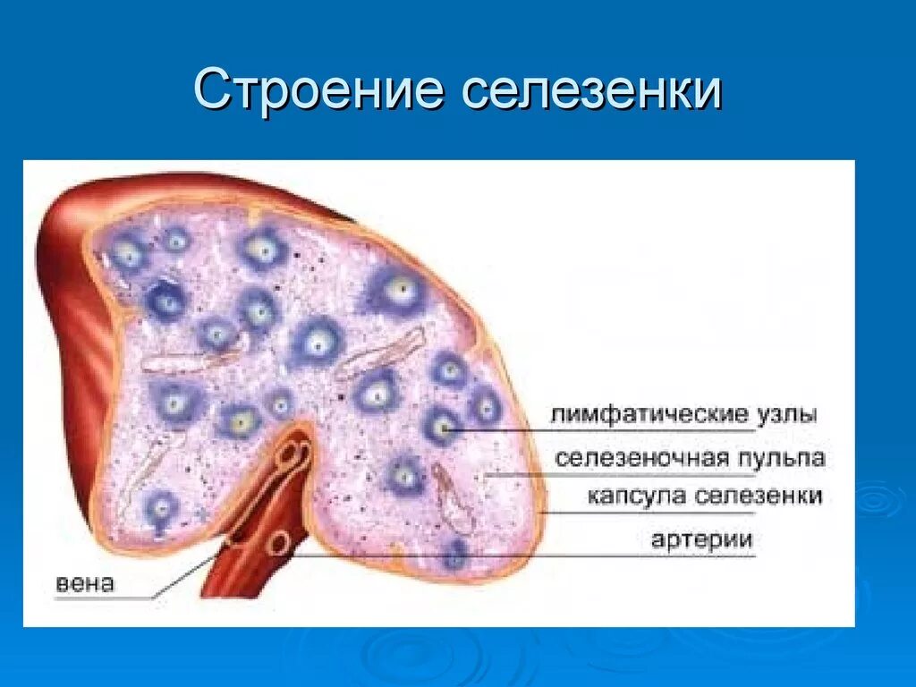 Для селезенки характерно. Селезенка внутреннее строение рисунок. Селезенка кроветворный орган. Селезенка коровы анатомия. Селезенка Строма строение.