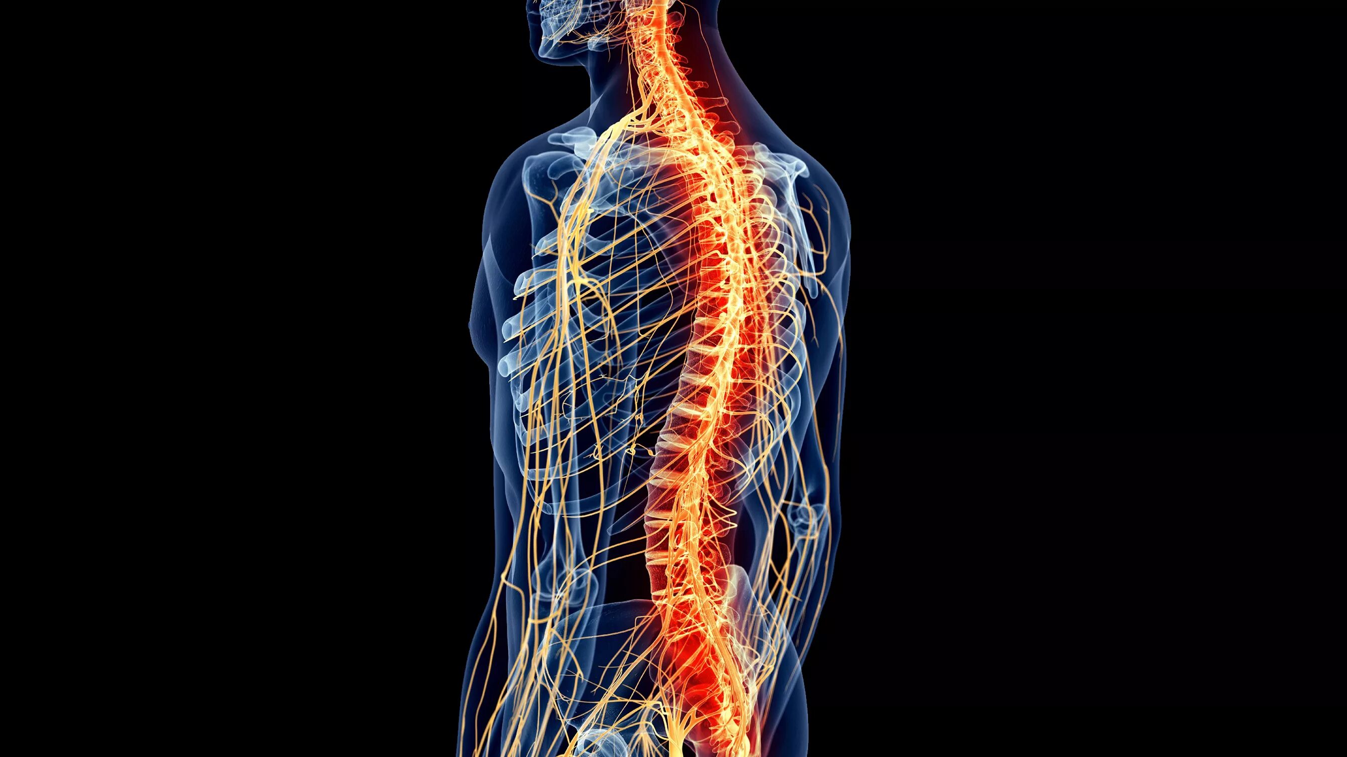 Nervous system brain