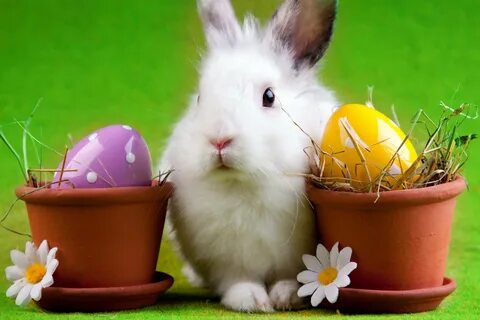 Easter bunny - картинки