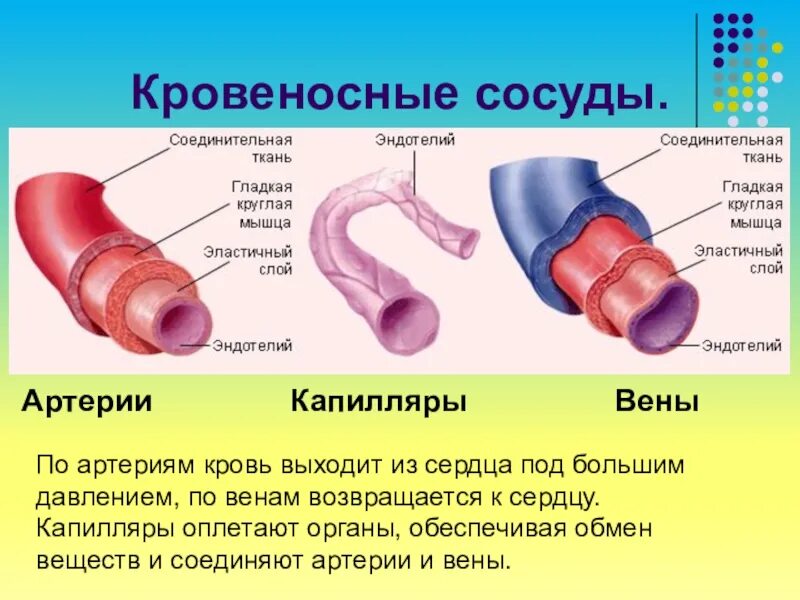 Лечение сосудов человека. Схема строения кровеносных капилляров. Строение сосудов артерий вен капилляров. Строение артерии вены и капилляры. Строение артерии вены и капиляр.