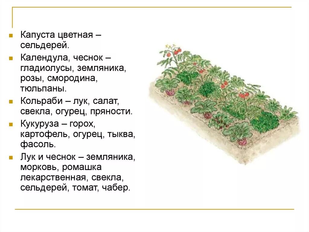 Грядка клубники схема. Схема овощного севооборота. Схема чередования культур в севообороте. Севооборот клубники. Севооборот земляники.