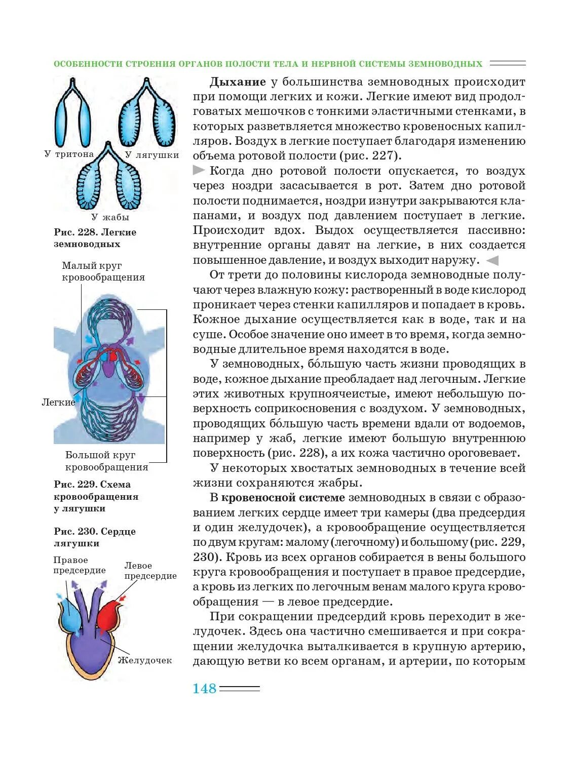 Функцию дыхания у взрослых земноводных. Дыхательная система земноводных. дыхательная система земноводных 7 класс. строение дыхательной системы земноводных. дыхательная система земноводных схема.
