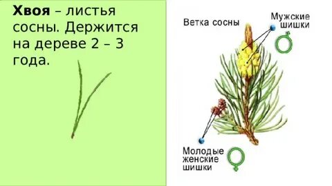 Сколько хвоинок на побеге сосны