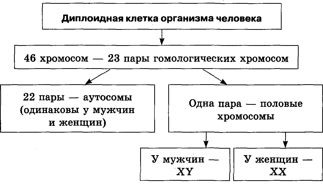 Аутосомы и половые хромосомы. Половые хромосомы виды. Хромосомный набор аутосомы и половые хромосомы. Аутосомы это неполовые хромосомы.