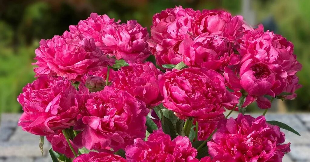 Пион 'patio london'. Пион патио лондон. Пион огюст дессер. London peony. Пион молочноцветковый лондон.