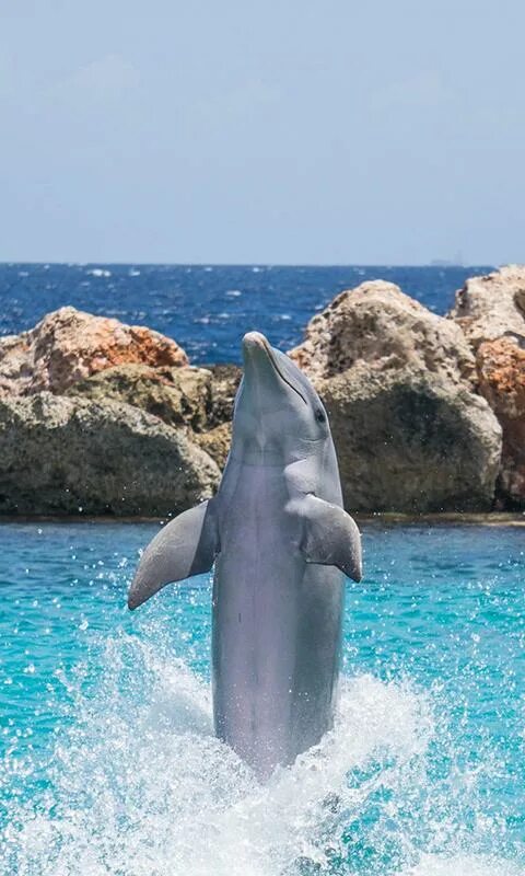 Дельфины живут лет. Живые дельфины. Где живут дельфины. Дельфин Live. Дельфины обитают на дне?.