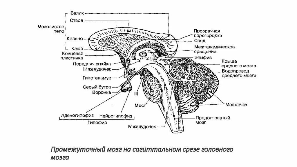 Промежуточный мозг и гипофиз в сагиттальной проекции. Промежуточный мозг анатомия строение. Схема строения промежуточного мозга человека. Структуры промежуточного мозга схема.