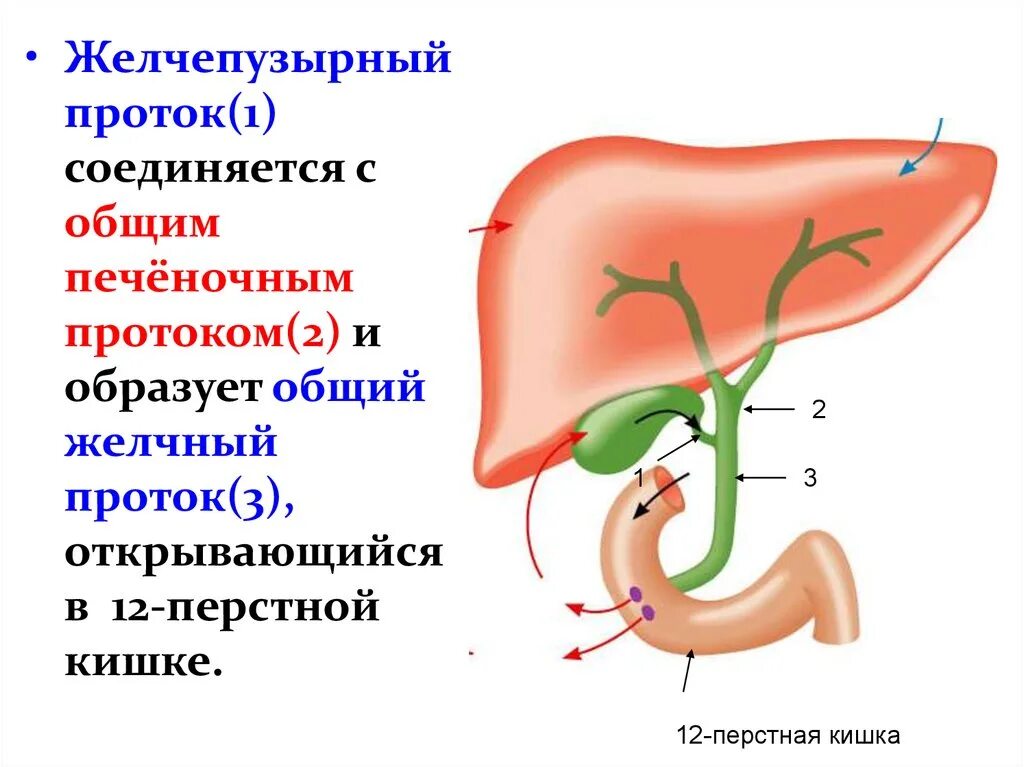 Для желчного пузыря характерно