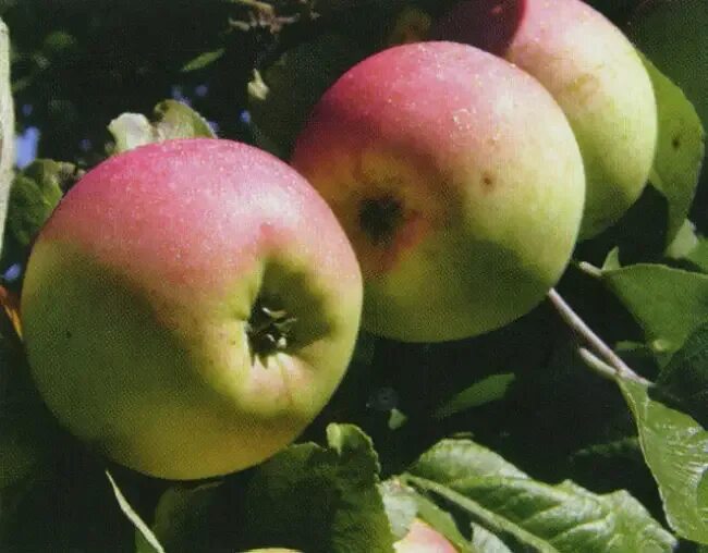 Яблоня ренет описание сорта. Яблоня ренет черненко. яблоко сорт ренет черненко. яблоки ренет черненко. яблоня ренет кичунова.