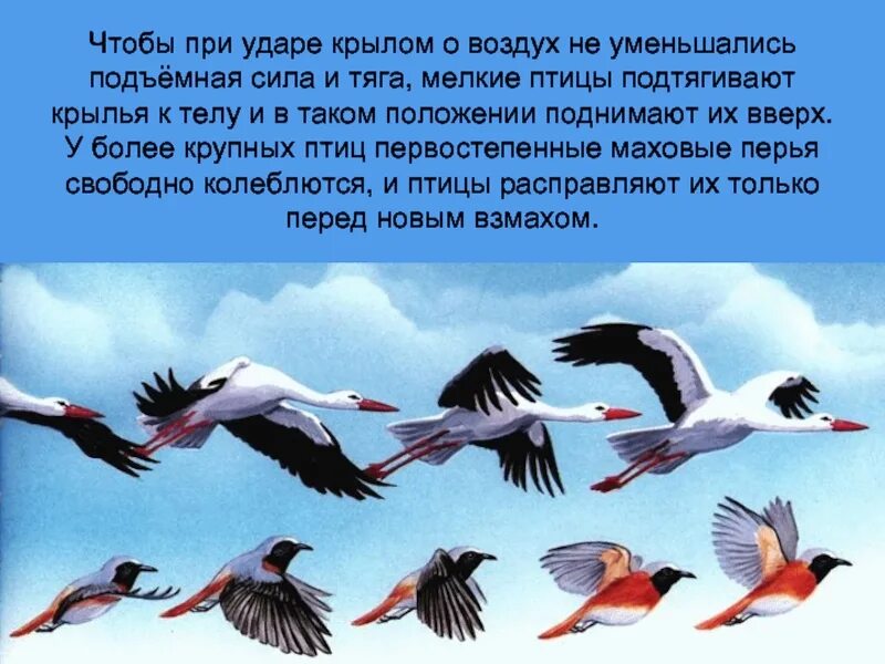 Почему птицы летают. Как могут летать птицы. Подъемная сила крыла птицы. За счет чего летают птицы.