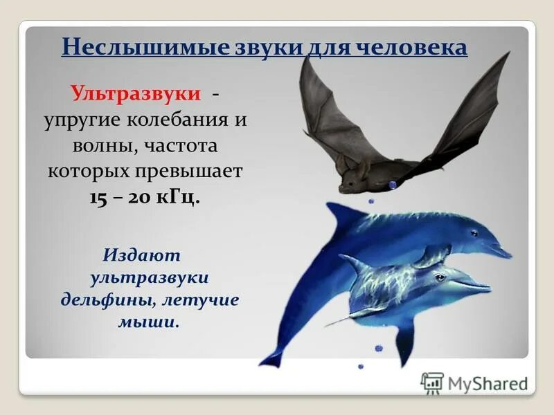 Источники ультразвука и инфразвука. Эхолокация дельфинов. Ультразвук в эхолокации. Дельфины летучие мыши для обнаружения добычи используют. Дельфины летучие мыши для обнаружения добычи используют.