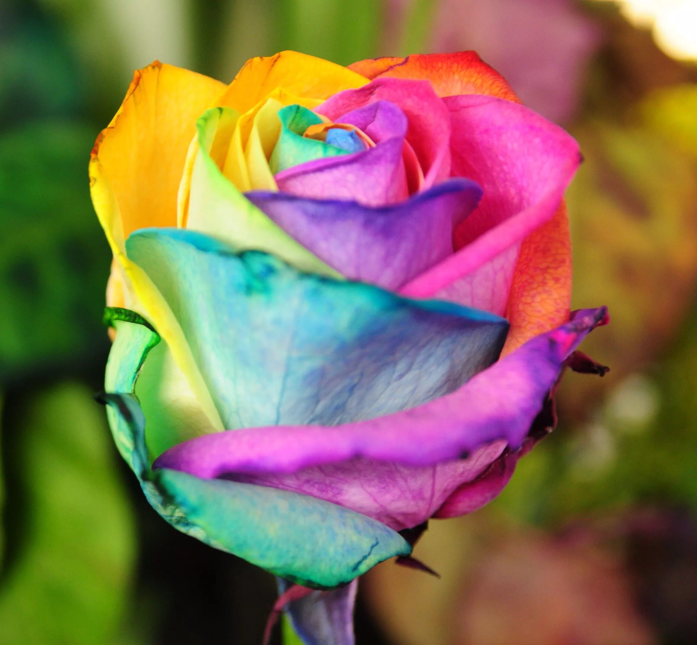 роза раинбов. S разные цвета. яркие розы. S разные цвета. разноцветные розы "клеопатра".