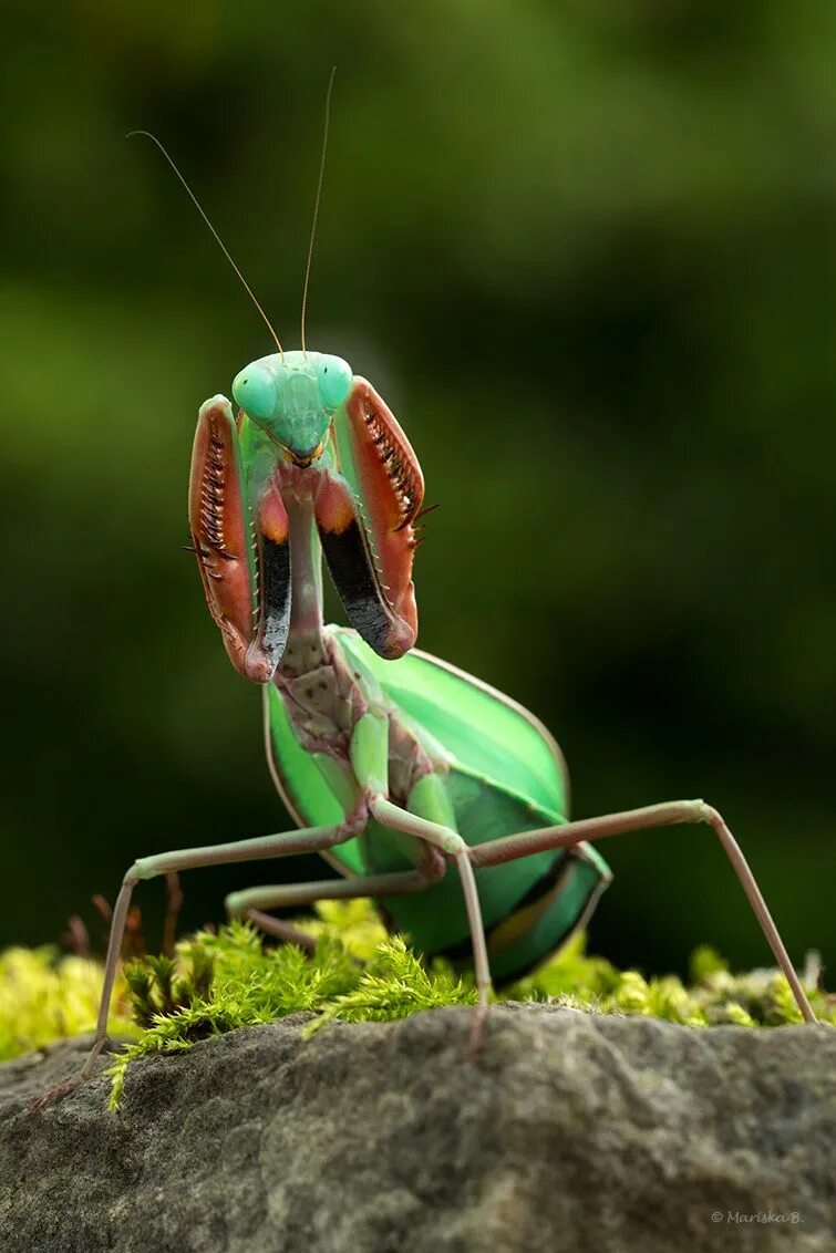 Жук богомол. Ischnomantis Gigas богомол. Hierodula. Гигантский богомол. Крупный богомол