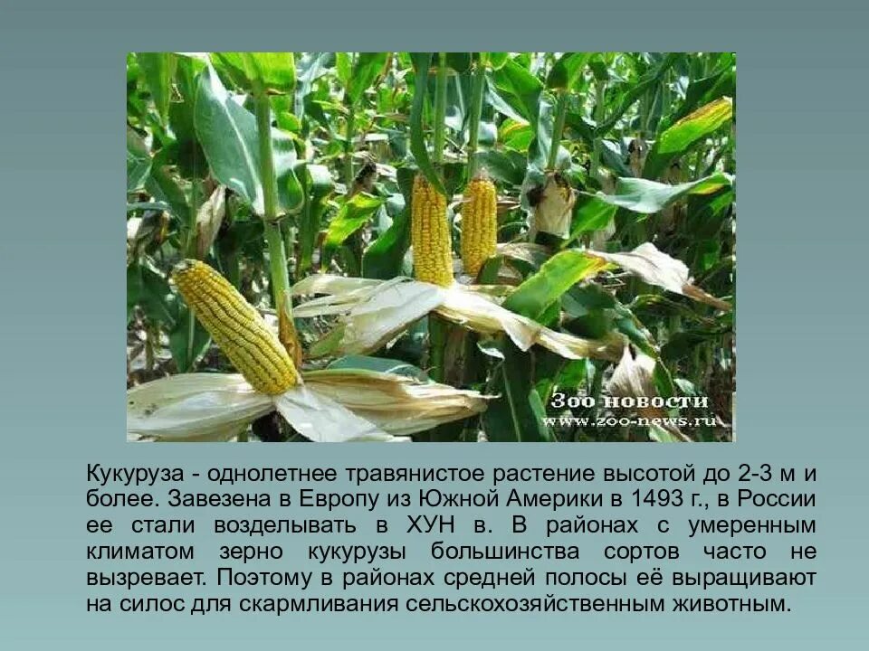 Кукуруза относится к группе. Кукуруза культурное растение 3 класс. Семейство злаковые кукуруза. Кукуруза Покрытосеменные. Кукуруза характеристика растения.