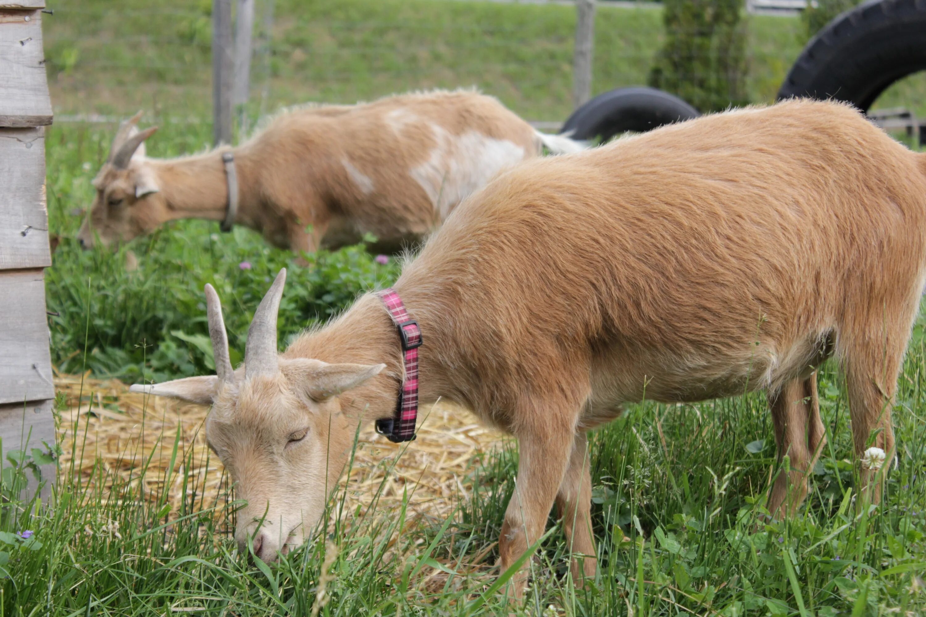 Коза ест траву. Козы на ферме. Что едят козы. Козел на ферме. Мясо козы едят
