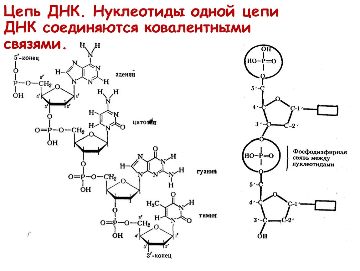 Какая формула молекулы днк. Структура нуклеотида схема. Схема соединительной нуклеотида ДНК. ДНК цепочка нуклеотидов. Цепочка ДНК структура.