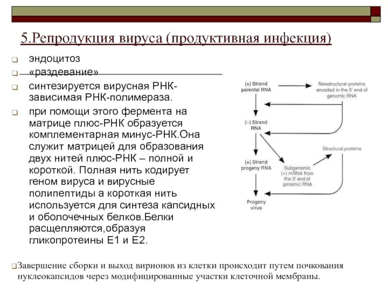 Структура ДНК зависимой РНК полимеразы. РНК-зависимой РНК-полимеразы. Полимераза вируса. РНК полимераза вируса.