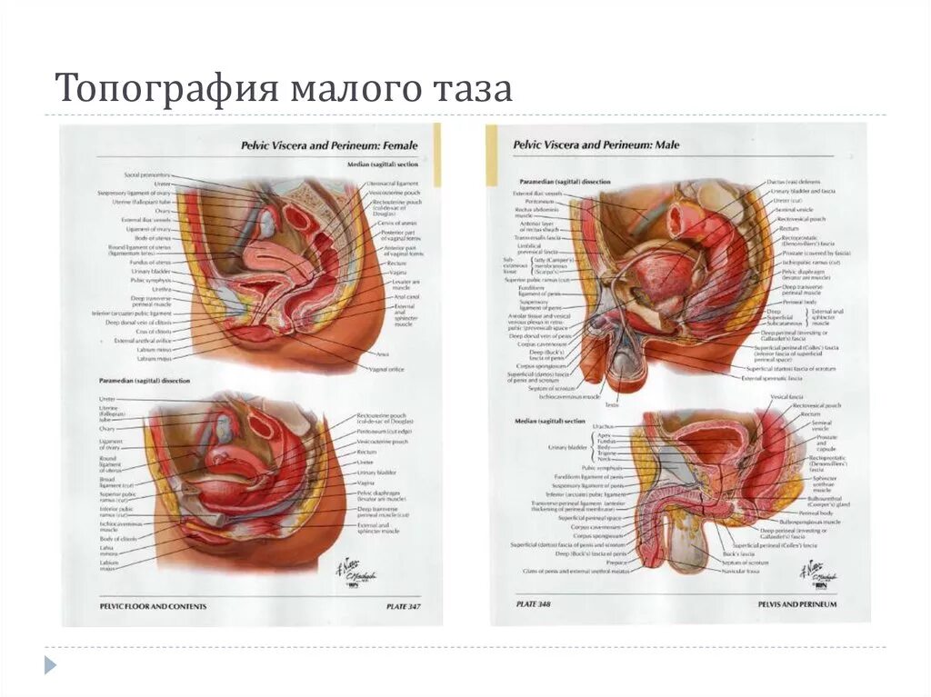 Анатомия брюшины малого таза. Топографическая анатомия малого таза женщины. Топографическая анатомия органов малого таза у женщин. Топография таза анатомия. Топография женских органов.