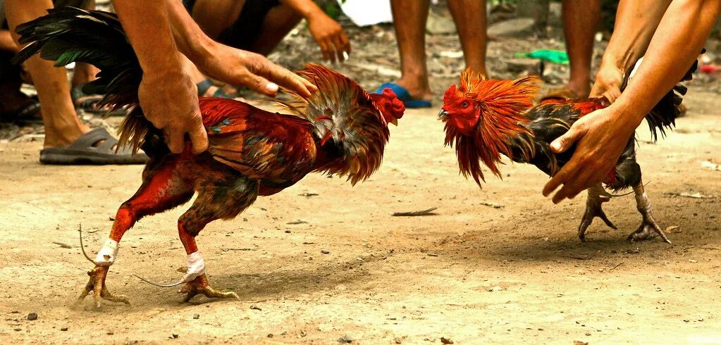 Cock fight