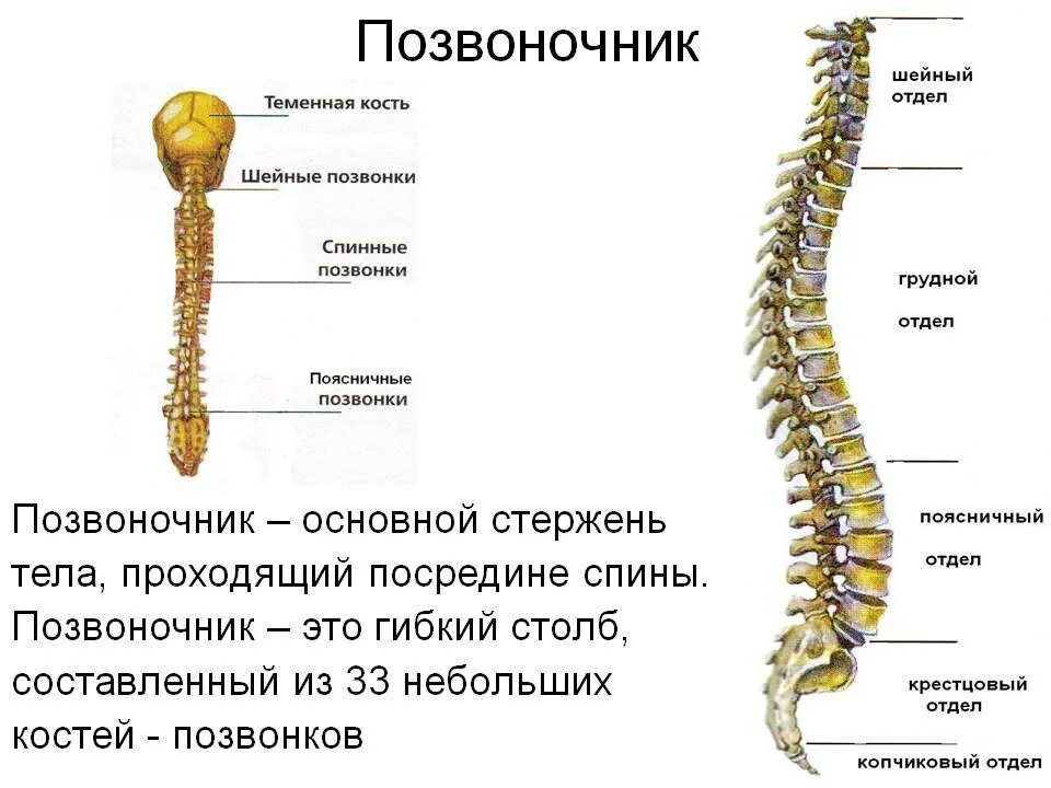 Сколько отделов в позвоночнике человека. Позвоночник человека с названием костей. кости составляющие позвоночник. кости скелета отдела позвоночника. кости позвоночный столб анатомия.