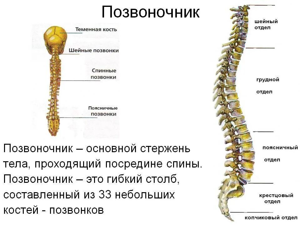 Отделы спины. Позвоночник человека с названием костей. Кости составляющие позвоночник. Кости скелета отдела позвоночника. Кости Позвоночный столб анатомия.