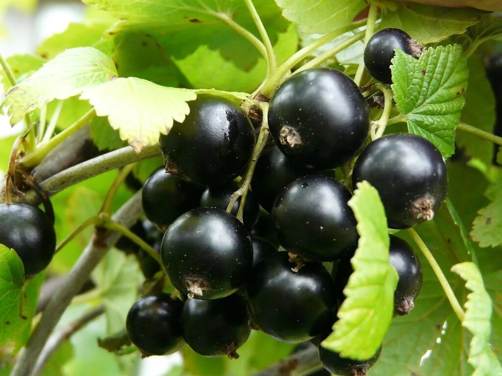 Ранние сорта смородины