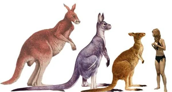 Исполинский кенгуру тип развития. Гигантский кенгуру вымерший. Проплеопус. Прокоптодоны. Прокоптодон фото.