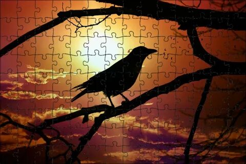 Shadow crow
