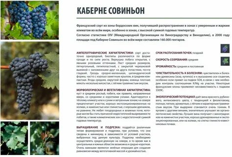 Каберне виноград характеристика описание
