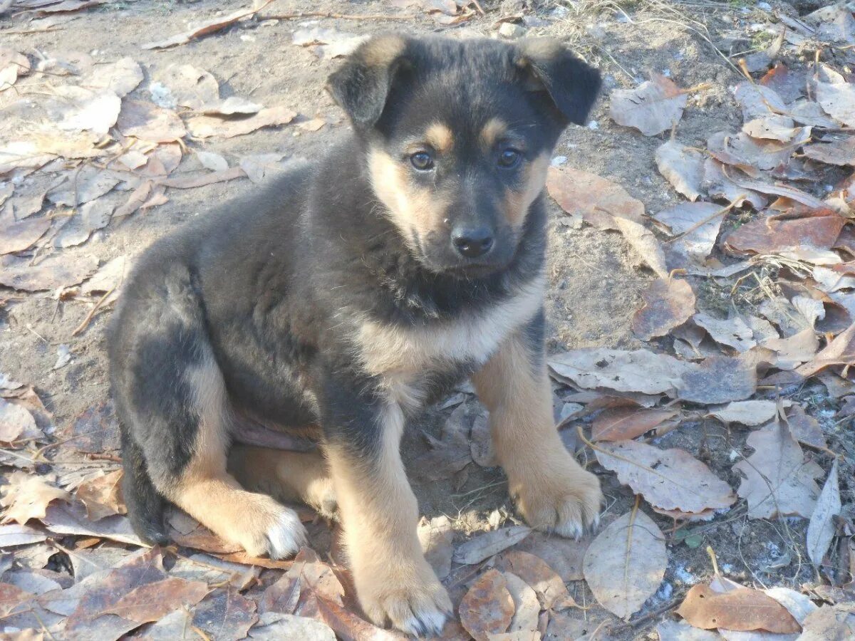 Щенок метис овчарки. Щенок метис овчарки немецкой 2 мес. Метис овчарки. Метис спаниеля и овчарки. Щенок метис овчарки.