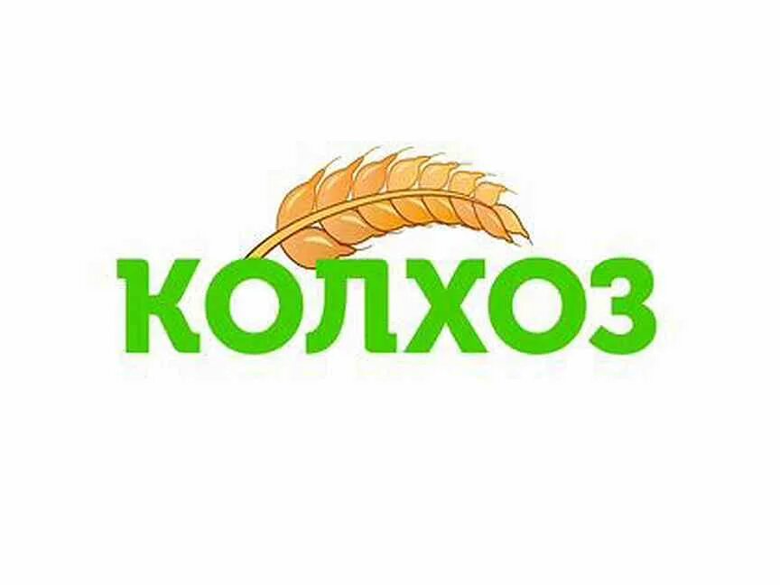 Сеть магазинов колхоз. Колхоз время работы. Магазин колхоз рыбный отдел. Магазины колхозы в санкт петербурге. Колхоз время работы.