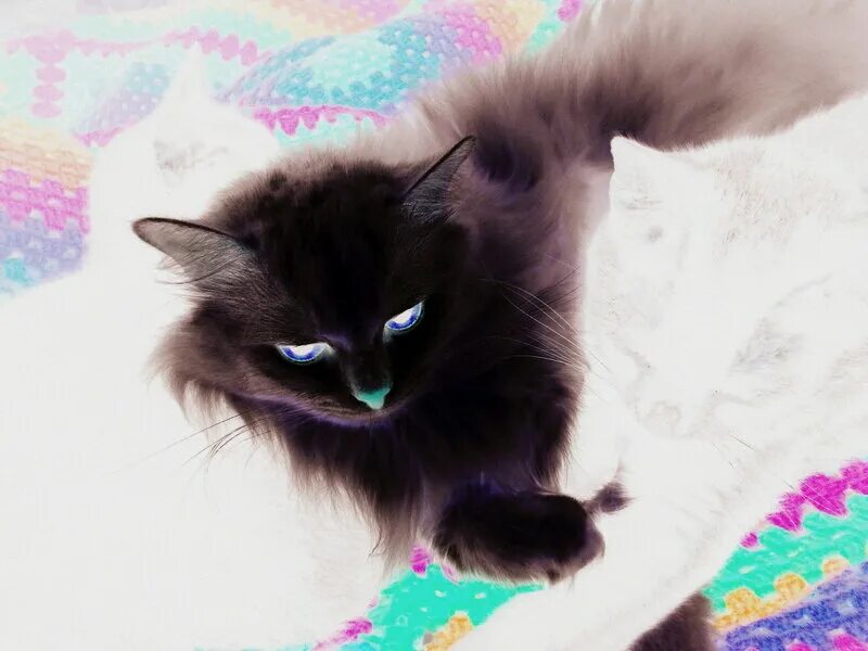 обратный кот