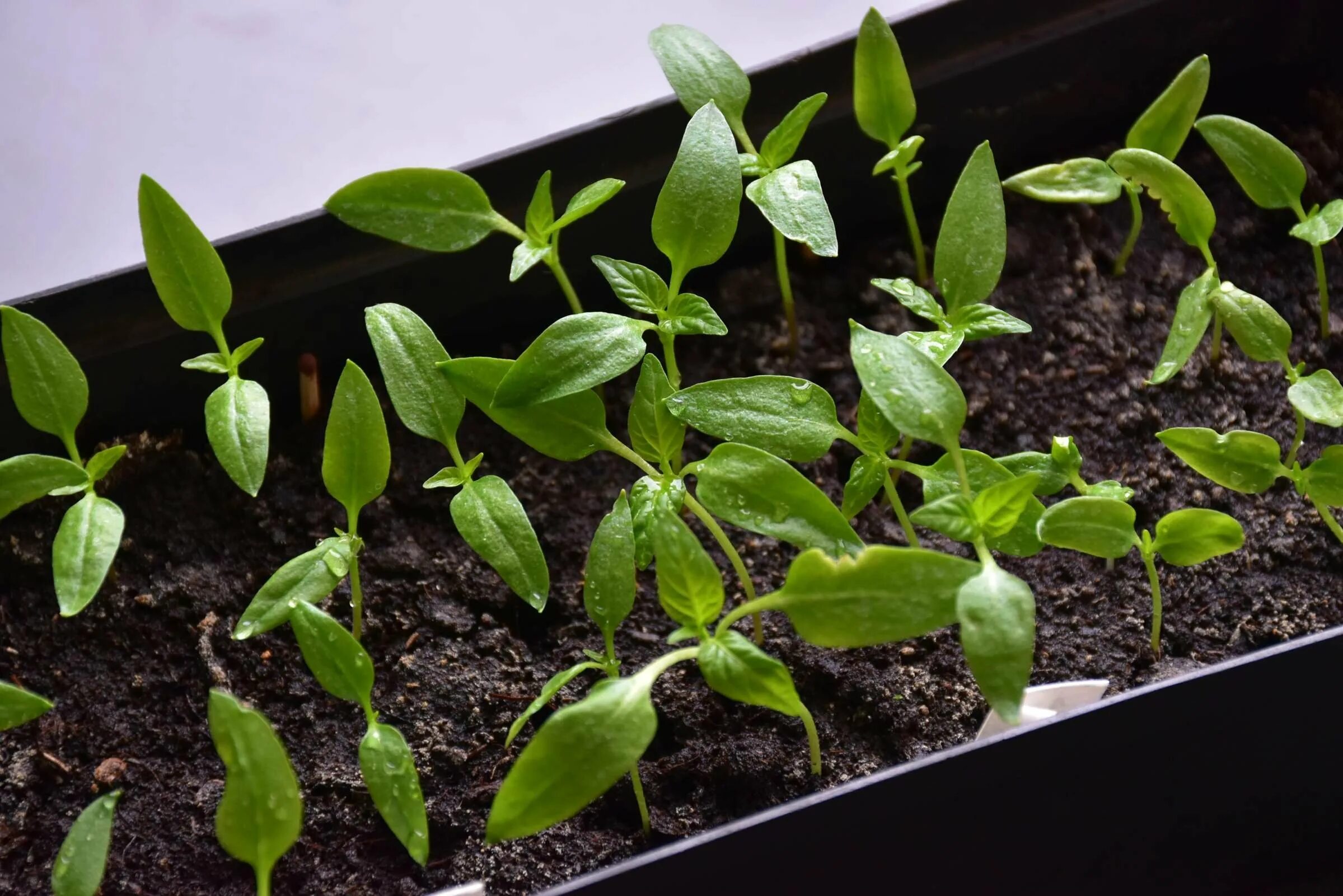 Рассада перцев. Сеять перец на рассаду в 2024. Рассада 2023. Посев перца на рассаду. Посев семян перца.