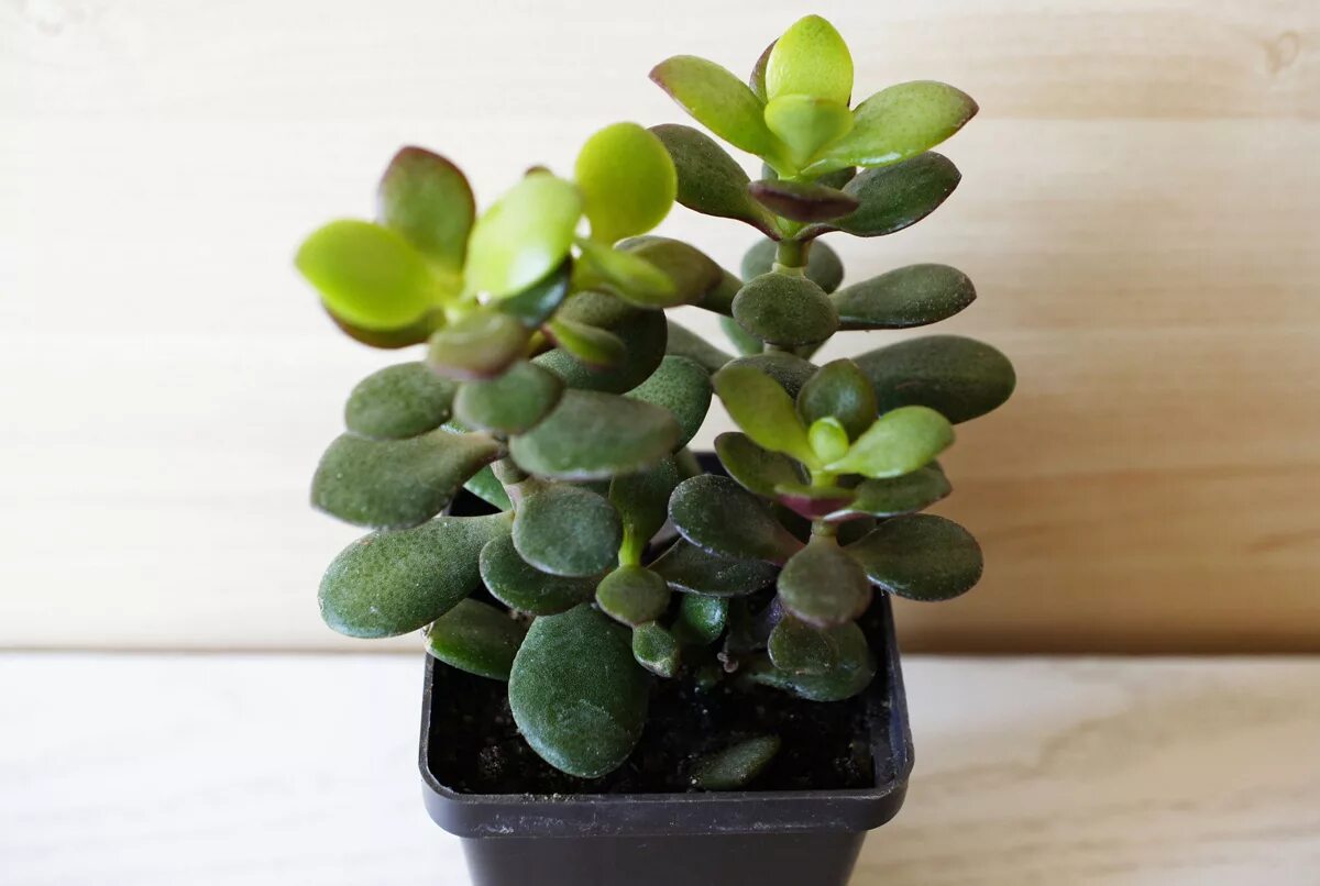 Толстянковые крассула. Крассула растение. Толстянка крассула портулаковидная. Суккулент крассула овата. Суккулент крассула.