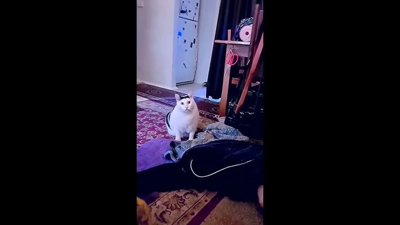 Кот задающий вопрос. Кот бендер мяукает. кот бендер видео.