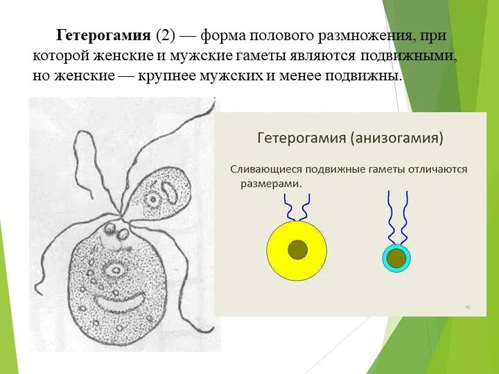 5 мужская гамета. Размножение гетерогамия. Изогамии, анизогамии(гетерогамии), оогамии. Изогамия гетерогамия. Изогамия гетерогамия оогамия.