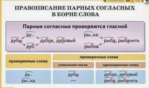 Правописание парной согласной в середине слова
