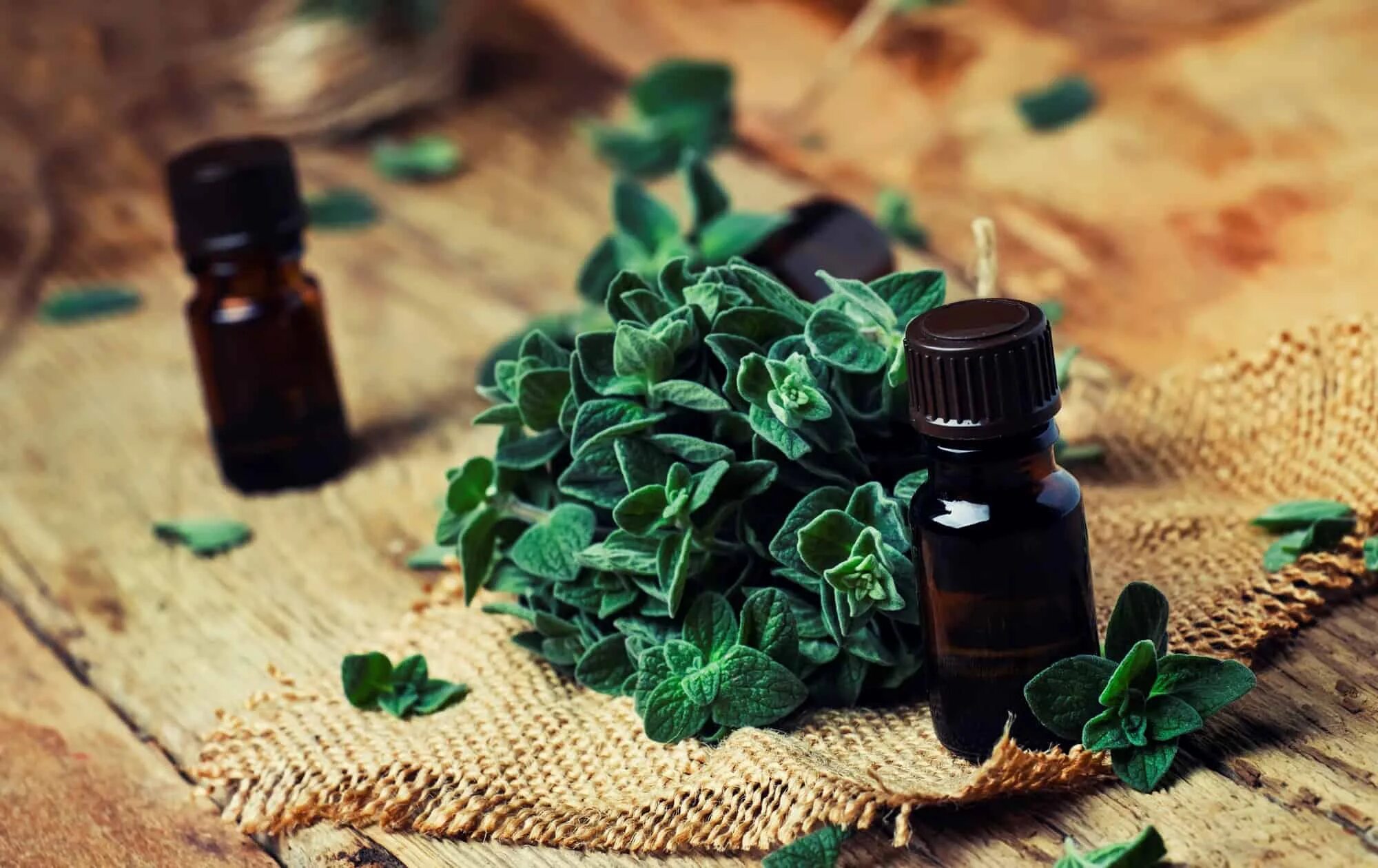 Масло орегано применение. Орегано эфирное. Масло орегано. Oregano Essential Oil. Душица - эфирное масло.