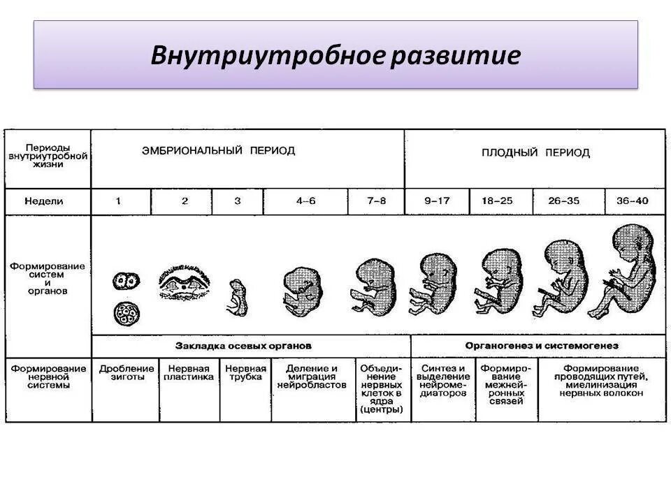 Этапы внутриутробного развития человека таблица. Этапы эмбрионального периода таблица. Схема периодов внутриутробного развития плода. . Периодизация на этапе внутриутробного развития плода. Этапы после рождения